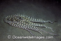 Mimic Octopus Mimicking flounder Photo - Rudie Kuiter