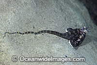 Mimic Octopus mimicking Stingray Photo - Rudie Kuiter