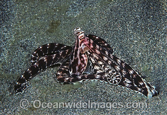 Mimic Octopus emerging from hole photo