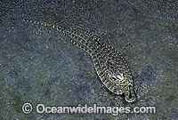 Mimic Octopus mimicking Flounder Photo - Rudie Kuiter