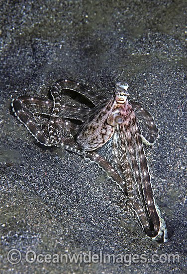 Mimic Octopus in hole photo