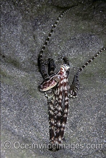 Mimic Octopus in hole photo