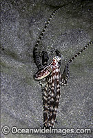 Mimic Octopus in hole Photo - Rudie Kuiter