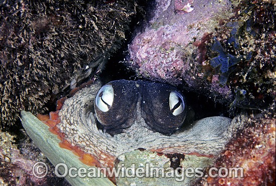 Reef Octopus in lair photo