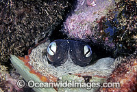 Reef Octopus in lair Photo - Rudie Kuiter