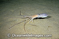 Southern Sand Octopus Octopus kaurna Photo - Rudie Kuiter