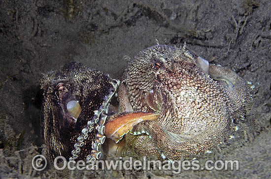 Reef Octopus mating photo