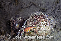 Reef Octopus mating Photo - Rudie Kuiter