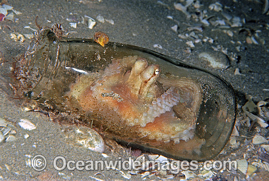 Reef Octopus Octopus pallidus photo