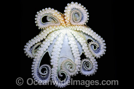 Reef Octopus (Octopus pallidus). Port Phillip Bay, Victoria, Australia Photo - Rudie Kuiter Reef Octopus (Octopus pallidus). Port Phillip Bay, Victoria, Australia Photo - Rudie Kuiter