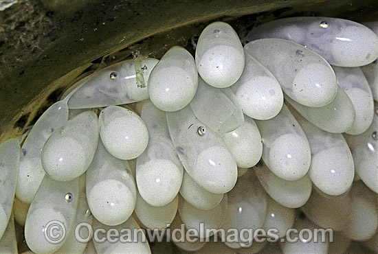 Reef Octopus eggs photo