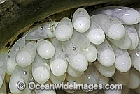 Reef Octopus eggs Photo - Rudie Kuiter