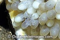 Reef Octopus Octopus pallidus eggs Photo - Rudie Kuiter