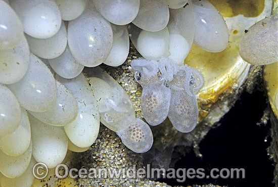 Reef Octopus eggs photo