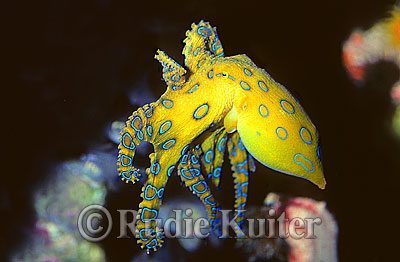 Greater Blue-ringed Octopus photo