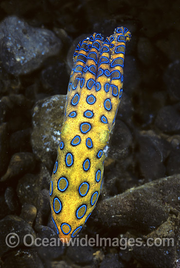 Blue-ringed Octopus Hapalochlaena lunulata photo