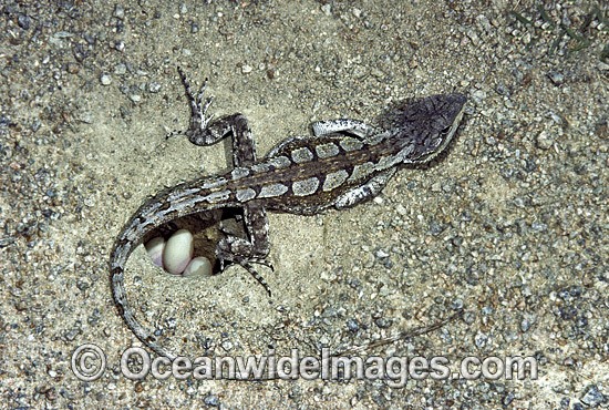 Jacky Lizard laying eggs photo