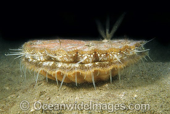 Commercial Scallop King Scallop photo