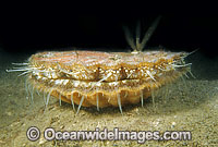 Commercial Scallop King Scallop Photo - Rudie Kuiter