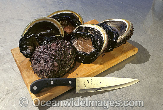 Blacklip Abalone Haliotis rubra photo