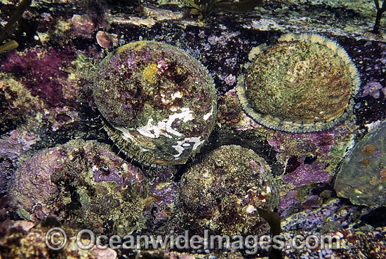 Cluster of Blacklip Abalone (Haliotis rubra). Also known as Earshell. Highly prized by commercial fishery. South Eastern Australia Photo - Gary Bell
