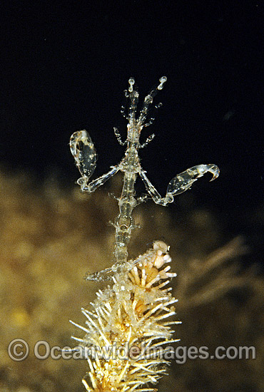 Ghost Shrimp (Caprella sp.). Also known as Skeleton Shrimp. Port Phillip Bay, Victoria Australia Photo - Rudie Kuiter Ghost Shrimp (Caprella sp.). Also known as Skeleton Shrimp. Port Phillip Bay, Victoria Australia Photo - Rudie Kuiter