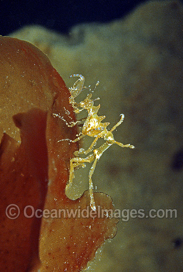 Ghost Shrimp (Caprella sp.) on sea algae. Also known as Skeleton Shrimp. Port Phillip Bay, Victoria Australia Photo - Rudie Kuiter