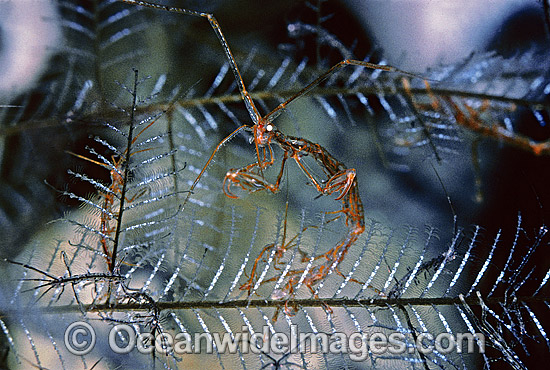 Ghost Shrimp (Caprella sp.) on stinging Hydroid. Also known as Skeleton Shrimp. Bail, Indonesia Photo - Rudie Kuiter Ghost Shrimp (Caprella sp.) on stinging Hydroid. Also known as Skeleton Shrimp. Bail, Indonesia Photo - Rudie Kuiter