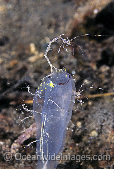 Ghost Shrimp (Caprella sp.) on sea Tunicate. Also known as Skeleton Shrimp. Bali, Indonesia Photo - Rudie Kuiter Ghost Shrimp (Caprella sp.) on sea Tunicate. Also known as Skeleton Shrimp. Bali, Indonesia Photo - Rudie Kuiter