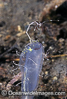Skeleton Shrimp Photo - Rudie Kuiter