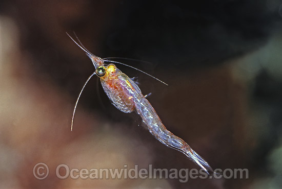 Mysid Shrimp Paramesodopsis rufa Portsea photo