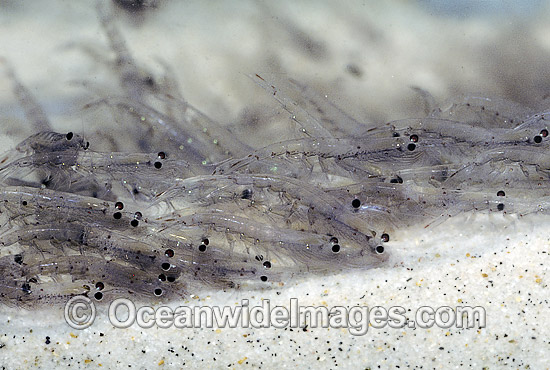School of Krill Shrimp Nyctiphanes australis photo