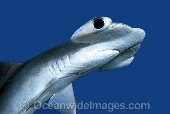 Smooth Hammerhead Shark Sphyrna zygaena photo