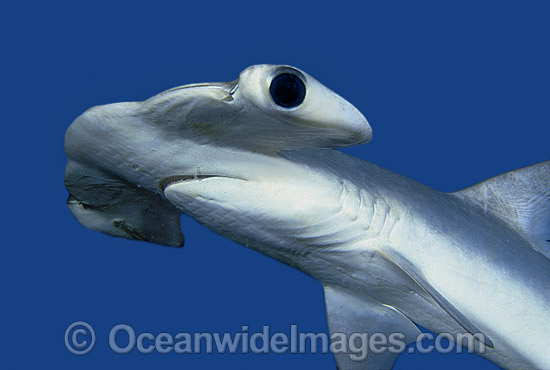 Smooth Hammerhead Shark (Sphyrna zygaena). Southern Australia Photo - Rudie Kuiter