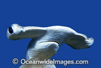 Smooth Hammerhead Shark Sphyrna zygaena Photo - Rudie Kuiter