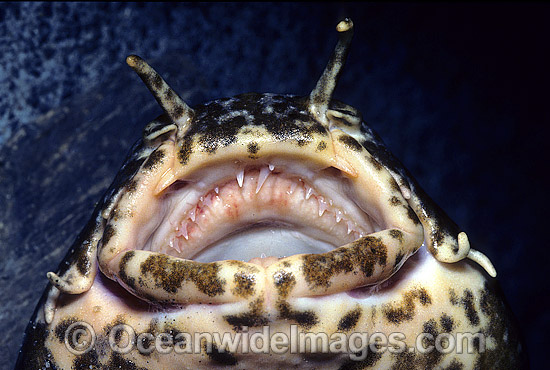 Cobbler Wobbegong Shark Sutorectus tentaculatus photo