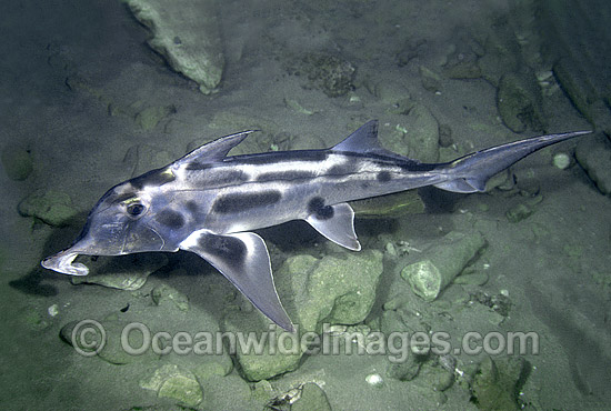 Elephant Shark Callorhinchus milii photo