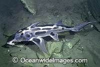 Elephant Shark Callorhinchus milii Photo - Rudie Kuiter