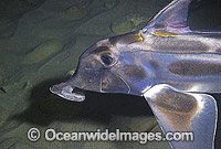 Elephant Shark Callorhinchus milii Photo - Rudie Kuiter