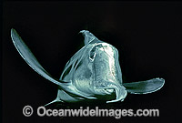 Elephant Shark Callorhinchus milii Photo - Rudie Kuiter