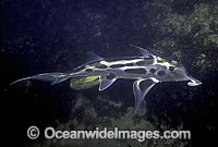 Elephant Shark female with eggs Photo - Rudie Kuiter