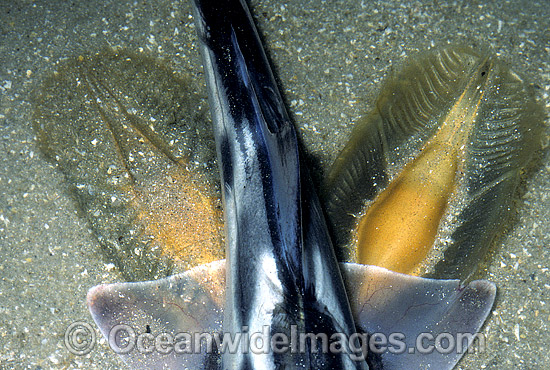 Elephant Shark adult laying egg capsules photo