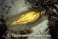 Elephant Shark egg capule Photo - Rudie Kuiter