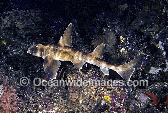 Horn Shark Heterodontus japonicus photo