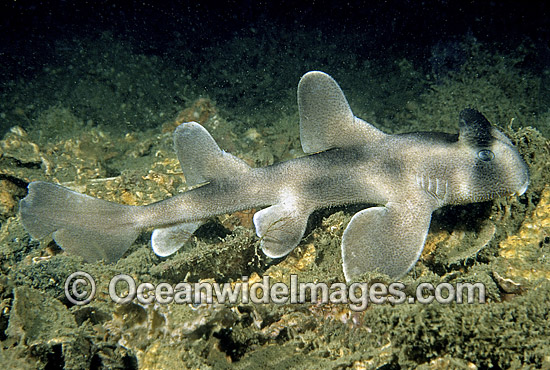 Crested Horn Shark Heterodontus galeatus photo Crested Horn Shark Heterodontus galeatus photo