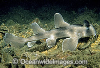 Crested Horn Shark Heterodontus galeatus Photo - Rudie Kuiter