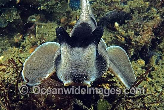 Crested Horn Shark Heterodontus galeatus photo