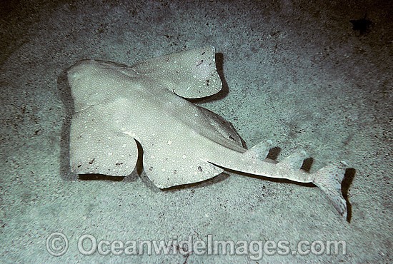 Australian Angel Shark Squatina australis photo