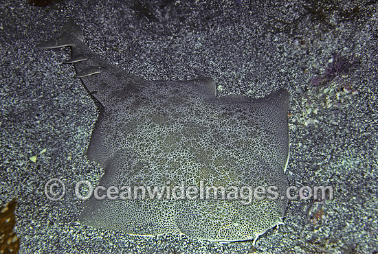 Japan Angel Shark Squatina japonica photo