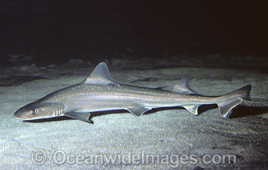 Gummy Shark Mustelus lenticulatus photo